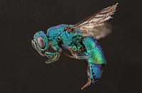 Cuckoo Wasp from Mexico (Chrysididae)MEXICO: ChihuahuaOjinaga 52 km WJ.L.Neffon flowers of Cleomella longipes 