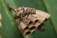 Paper Wasp (Vespidae, Mischocyttarus mexicanus (de Saussure))USA, TX, Cameron Co.: BrownsvilleSabal Palms SanctuaryNovember 18, 2017.