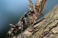 Hairy Panther Ant (Ponerinae, Neoponera villosa (Fabricius))USA, TX, Hidalgo Co.: MissionNational Butterfly CenterNovember 18, 2017.