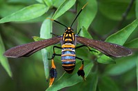 Texas Wasp Moth (Erebidae, Horama panthalon (Fabricius))USA, TX, Hidalgo Co.: MissionNational Butterfly CenterNovember 18, 2017.