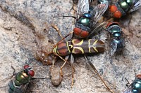 Longhorn beetle (Cerambycidae, Neoclytus mucronatus) visiting banana-beer feeder, with flies.USA, TX, Hidalgo Co.: MissionNational Butterfly CenterNovember 18, 2017.