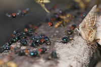 Assorted insects visit a banana-beer feeder.USA, TX, Hidalgo Co.: MissionNational Butterfly CenterNovember 18, 2017.