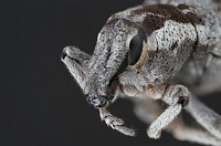 Weevil of EthiopiaPublic domain image by Alexis RobertsProduced as part of the “Insects Unlocked” projectThe University of Texas at AustinWeevil (Curculionidae)North Gondar, Shinfa, EthiopiaColl. A. Roberts.