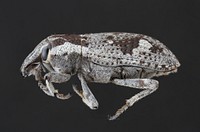 Weevil of EthiopiaPublic domain image by Alexis RobertsProduced as part of the &ldquo;Insects Unlocked&rdquo; projectThe University of Texas at AustinWeevil (Curculionidae)North Gondar, Shinfa, Ethiopia Coll. A. Roberts.