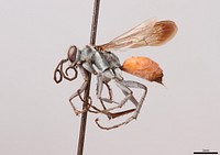 Spider wasp female (Pompilidae, Anoplius apiculatus) USA, TX, Blanco Co. Pedernales Falls SP falls area  coll. C. R. Nelson.