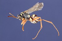 Ceropales fulvipes Spider Wasp (Pompilidae, Ceropales fulvipes) USA, TX, Travis Co.: AustinBrackenridge Field LaboratoryA. W. Hook.