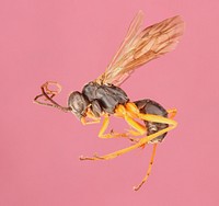 Auplopus adjuctaSpider Wasp (Pompilidae, Auplopus adjuncta) USA, Texas, Travis Co.: Austin Brackenridge Field Laboratory A. Hook.