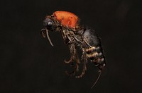 Velvet ant (Mutillidae, Dasymutilla sp.)USA, TX, Travis Co.: AustinHornsby Bend Bird Observatory coll. J. N. Schlauch.