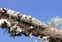 Catocala caterpillarLooking like a bit of lichen-covered tree bark, and underwing caterpillar tries not to be seen.Austin, Texas, USA.