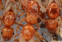 Alate ant queens (Pheidole dentata)USA, TX, Travis Co.: AustinBrackenridge Field Laboratory coll. J. N. Schlauch.