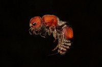 Velvet ant (Mutillidae, Dasymutilla sp.)USA, TX, Travis Co.: AustinPlatt Ln, on trail past gate coll. J. N. Schlauch