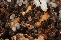 Major and minor workers over brood (Pheidole floridana)USA, TX, Travis Co.: AustinBrackenridge Field Laboratory  coll. J. N. Schlauch.