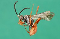 Spider wasp female (Pompilidae, Ceropales cubensis) USA, TX, Presidio Co. Big Bend Ranch State Natural Area, Cuevas Amarillas Springs, 24 km ENE Presidio coll. C. R. Nelson , J. Gelhaus , D. Koenig.