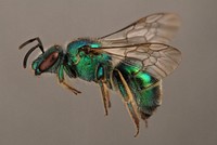 Sweat bee (Halictidae) USA; Travis Co; Austin; Hornsby Bend Bird Observatory  C. Kujalowicz.