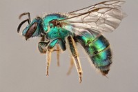 Sweat Bee (Augochloropsis sp.) USA, Texas, Travis Co., Purple Flowering bush by BIO  coll. N. Jackson MNJ121.