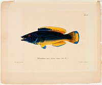 Cuckoo-wrasse, male, 1836 - 1857, Wilhelm von Wright