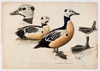 Steller's eider, male, 1836 - 1839, Magnus von Wright