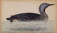 Red-throated diver, 1820 - 1868, Magnus von Wright