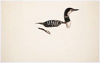 Great northern loon ; unfinished, 1836, Magnus von Wright