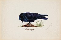 Tame raven "judas", 1834, by Ferdinand von Wright