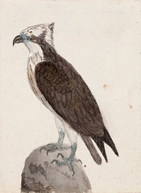 Osprey, 1831, by Ferdinand von Wright