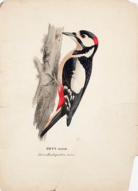 Great spotted woodpecker, male, 1828 - 1838, Wilhelm von Wright