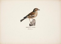 Female chaffinch, 1828 - 1838, Wilhelm von Wright