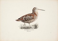 Eurasian woodcock, 1828 - 1838, Wilhelm von Wright