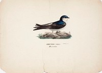 Common house martin, 1828 - 1838, Wilhelm von Wright