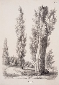 Poplar, 1840, Magnus von Wright