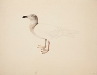 Young european herring gull ; unfinished, 1836, Magnus Von Wright