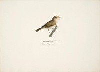 Common chiffchaff, 1828 - 1838, Wilhelm von Wright