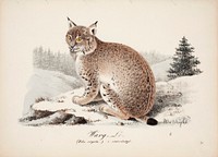 Wolf-coloured lynx in winter coat, 1829, Magnus Von Wright
