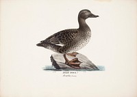 Velvet scoter, female, 1828 - 1838, Magnus Von Wright