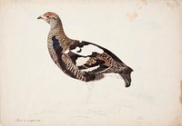 Young male black grouse in a transitional plumage, 1836 - 1837, Magnus Von Wright