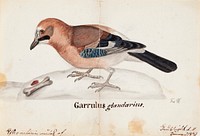 Eurasian jay, 1831, by Ferdinand von Wright