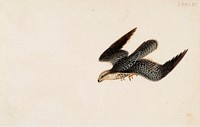 Eurasian sparrowhawk flying, 1830, Wilhelm von Wright