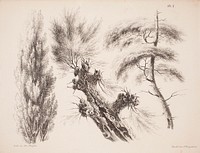 Poplar, crack willow and pine, 1839, Magnus Von Wright