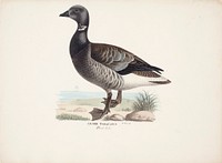 Brent goose, 1829, Magnus Von Wright