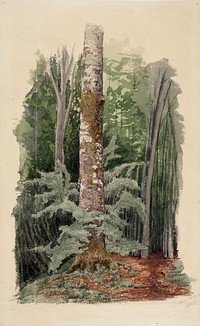 Metsänsisustaa, keskellä lehtipuun runko, 1856, Werner Holmberg