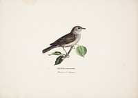 Garden warbler, 1828 - 1838, Wilhelm von Wright