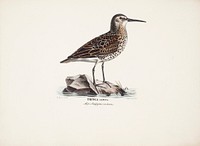 Dunlin in autumn, 1828 - 1838, Wilhelm von Wright