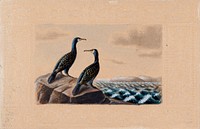 Two great cormorants, by Ferdinand von Wright