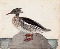 Red-breasted merganser, 1831, by Ferdinand von Wright