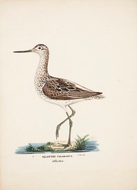 Common greenshank, 1828 - 1838, Wilhelm von Wright