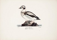 Long-tailed duck, young male, 1828 - 1838, Magnus Von Wright