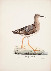 Ruff, female, 1829, Magnus Von Wright