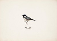 Coal tit, 1829, Magnus Von Wright