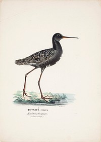 Spotted redshank in summer, 1828 - 1838, Wilhelm von Wright