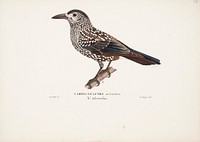 Spotted nutcracker, 1829, Magnus Von Wright